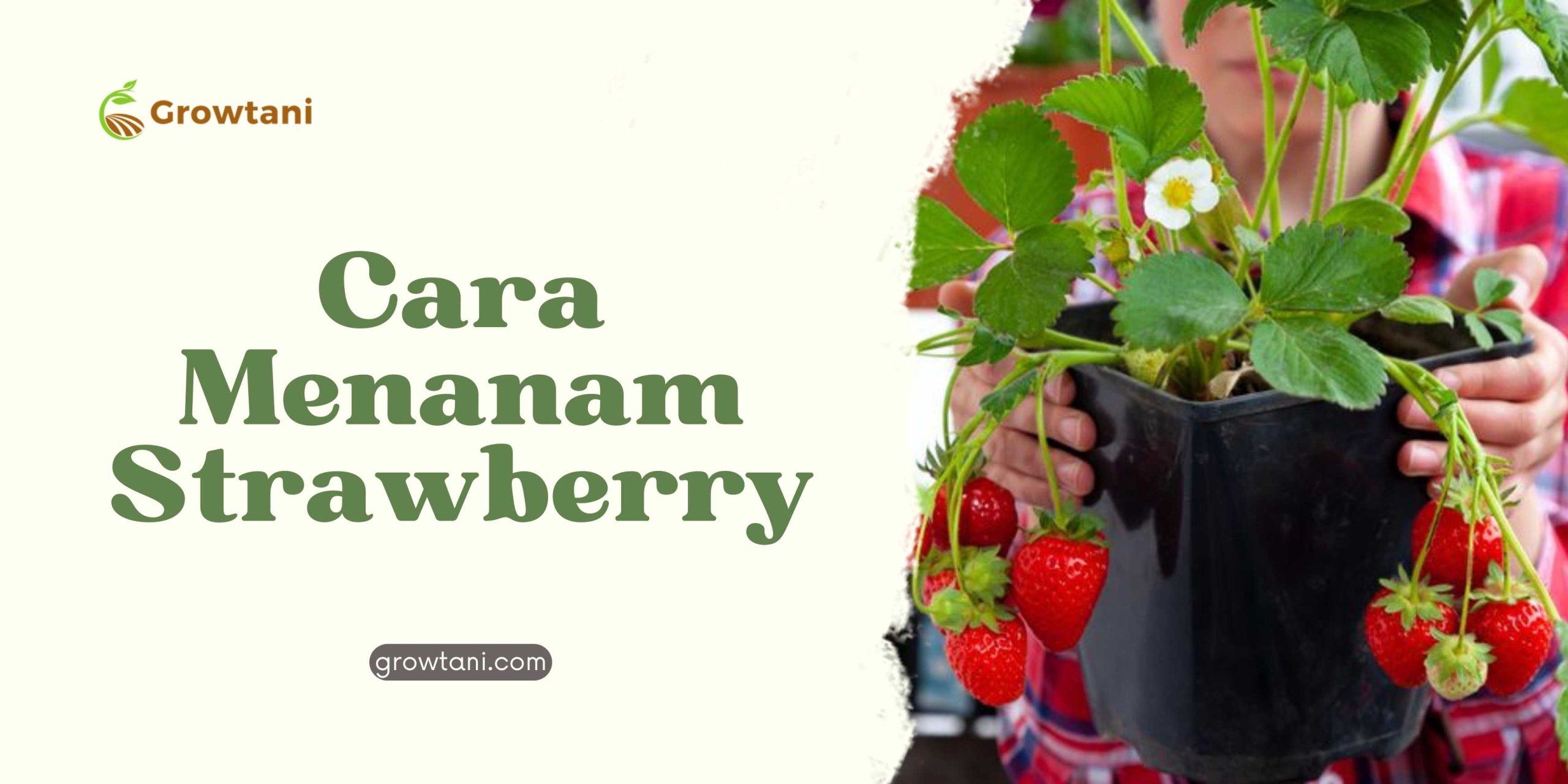 Cara Mengembangbiakan Tanaman Strawberry