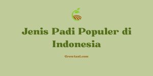 Mengenal Jenis Padi Unggulan yang Populer di Kalangan Petani