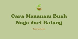 Cara Menanam Buah Naga dari Batang
