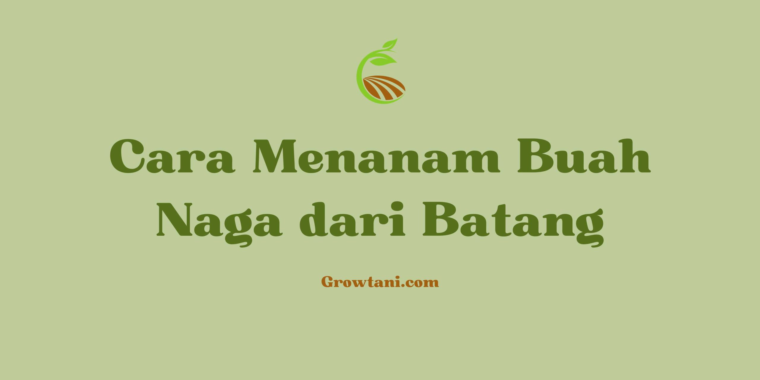 Cara Menanam Buah Naga dari Batang