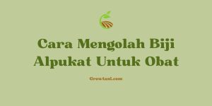 Cara Mengolah Biji Alpukat Untuk Obat