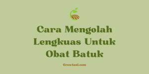 Cara Mengolah Lengkuas Untuk Obat Batuk