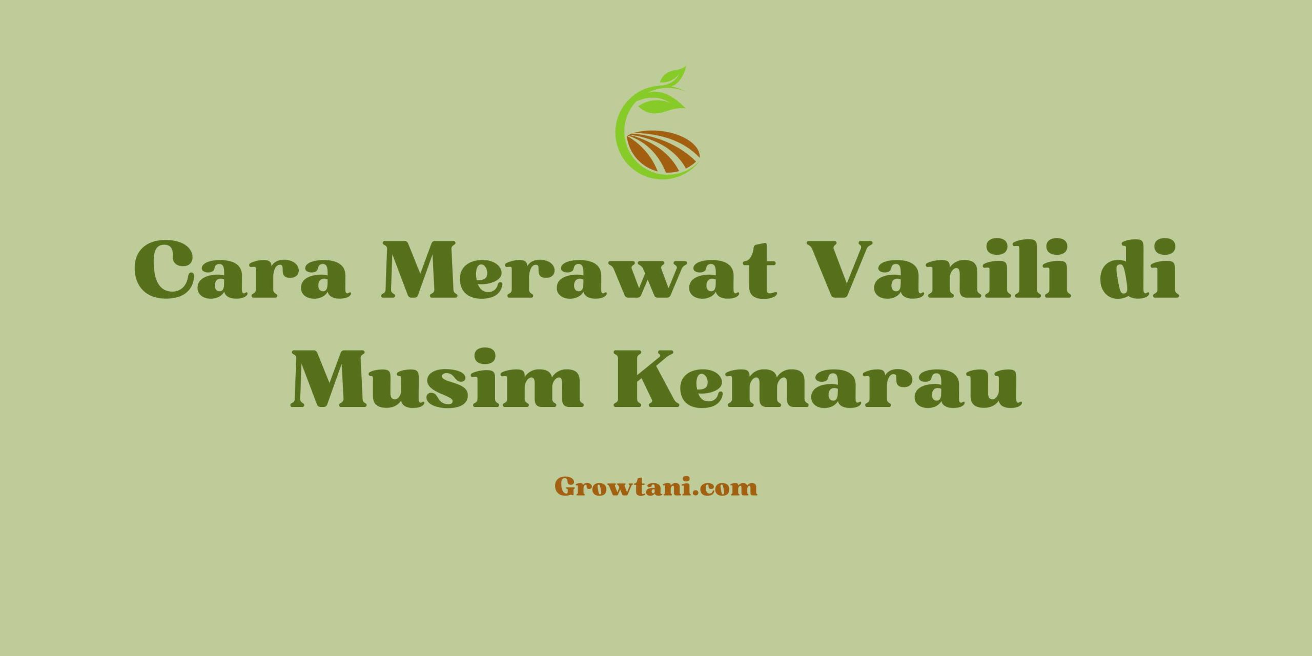 Cara Merawat Vanili di Musim Kemarau