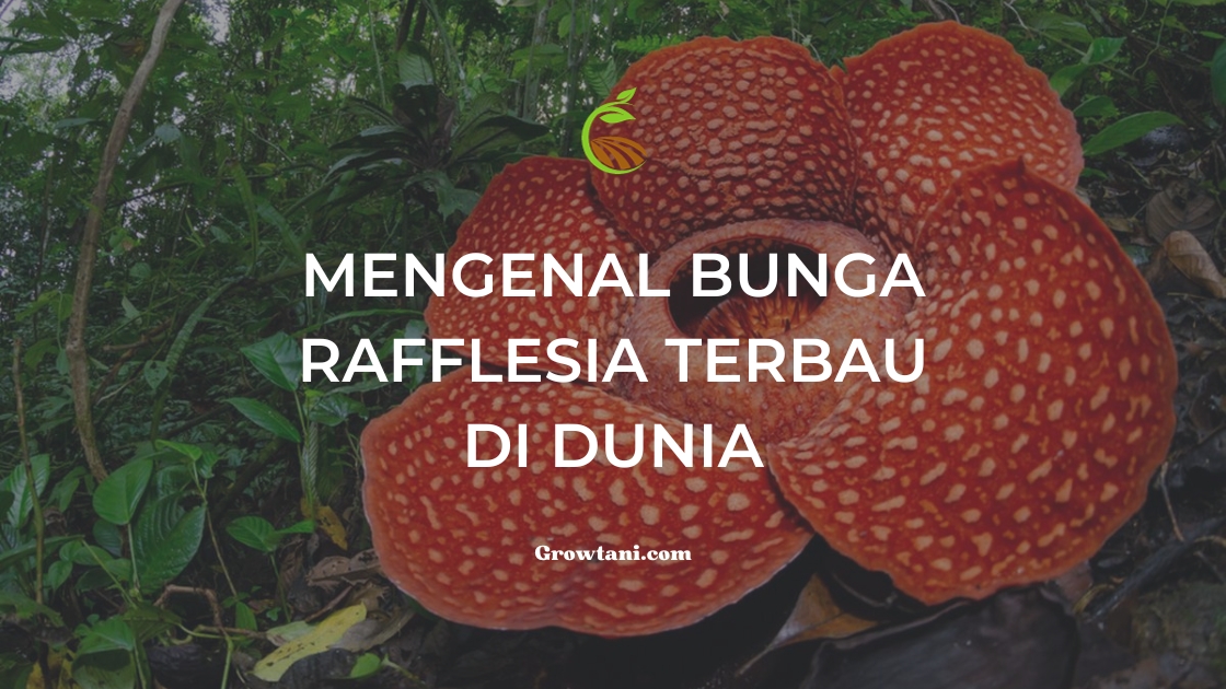 Mengenal Bunga rafflesia Terbau di dunia