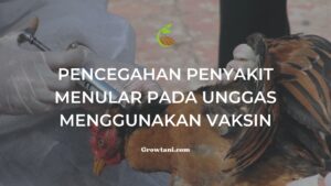 Vaksinasi pada Unggas