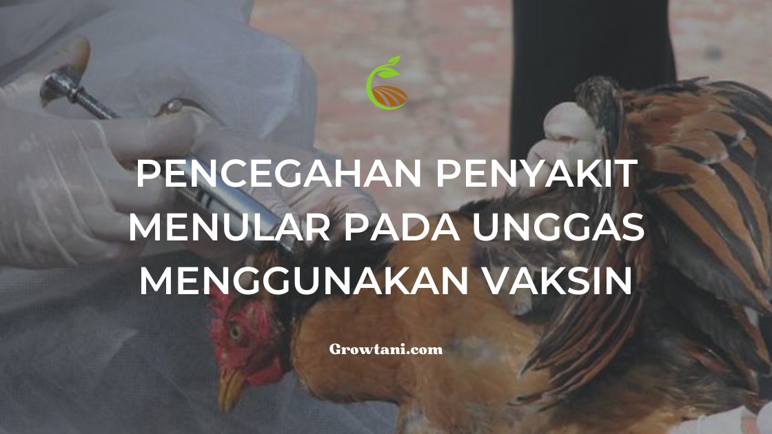 Vaksinasi pada Unggas
