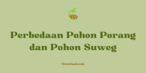 Perbedaan Pohon Porang dan Suweg