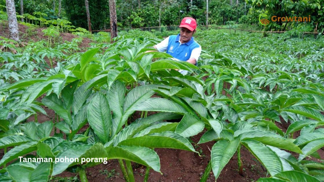 Tanaman pohon porang