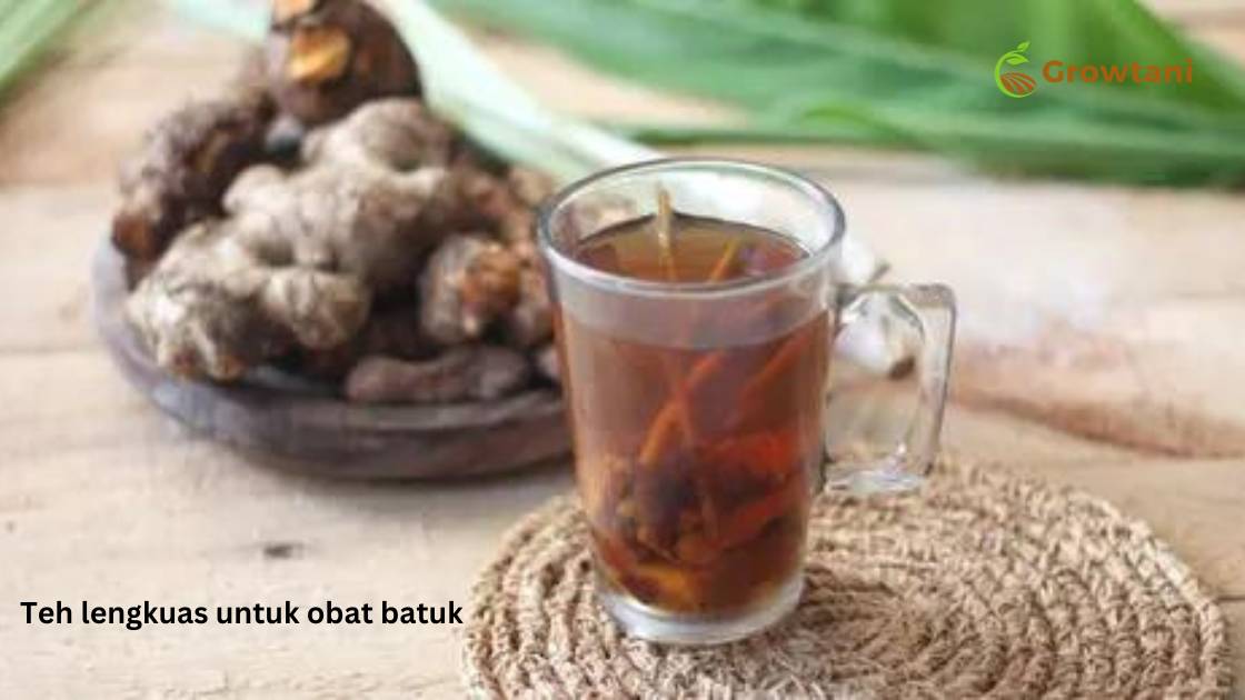 Teh lengkuas untuk obat batuk